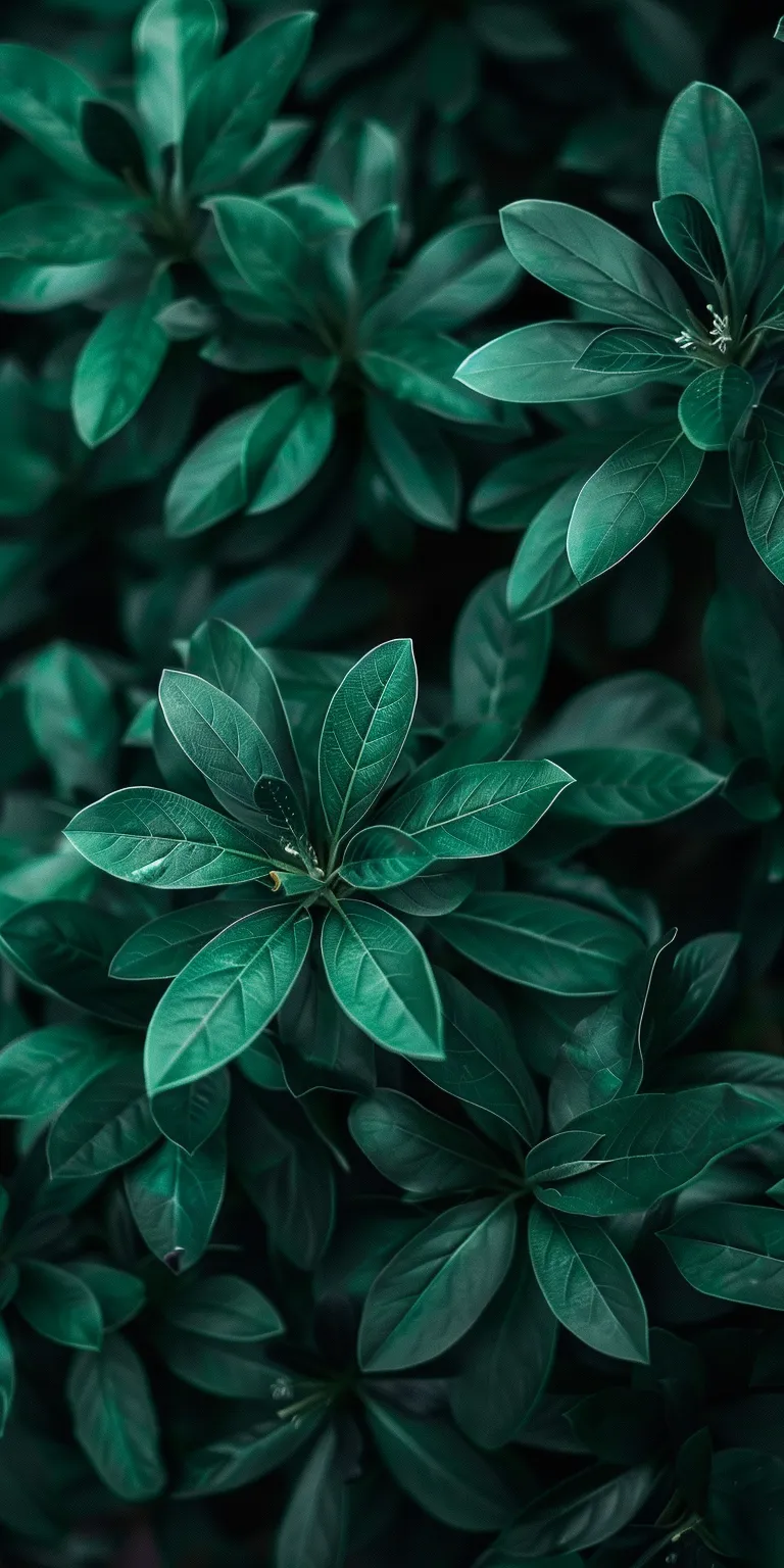 green wallpapers aesthetic, wallpaper style, 4K  1:2