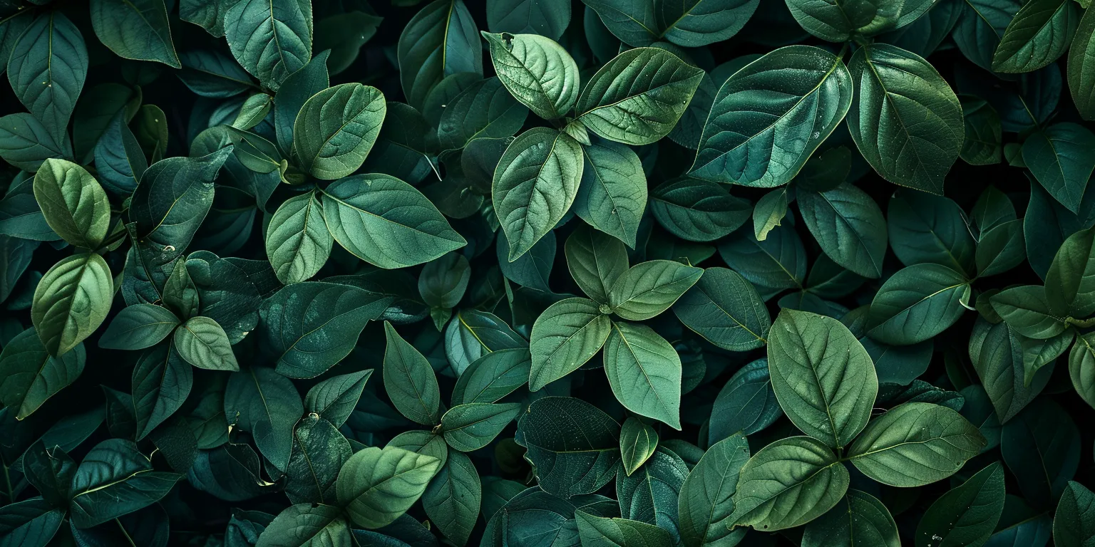 green wallpapers for laptop, wallpaper style, 4K  2:1