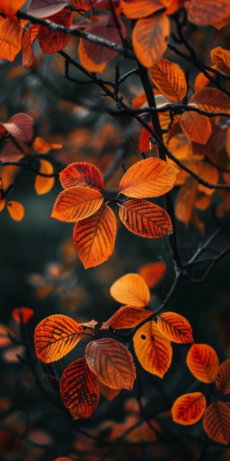 fall background aesthetic, wallpaper style, 4K  1:2