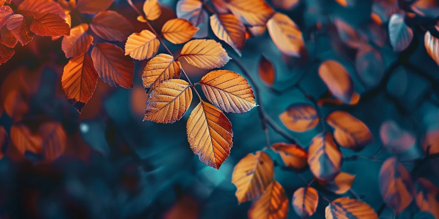 fall wallpapers for laptop, wallpaper style, 4K  2:1