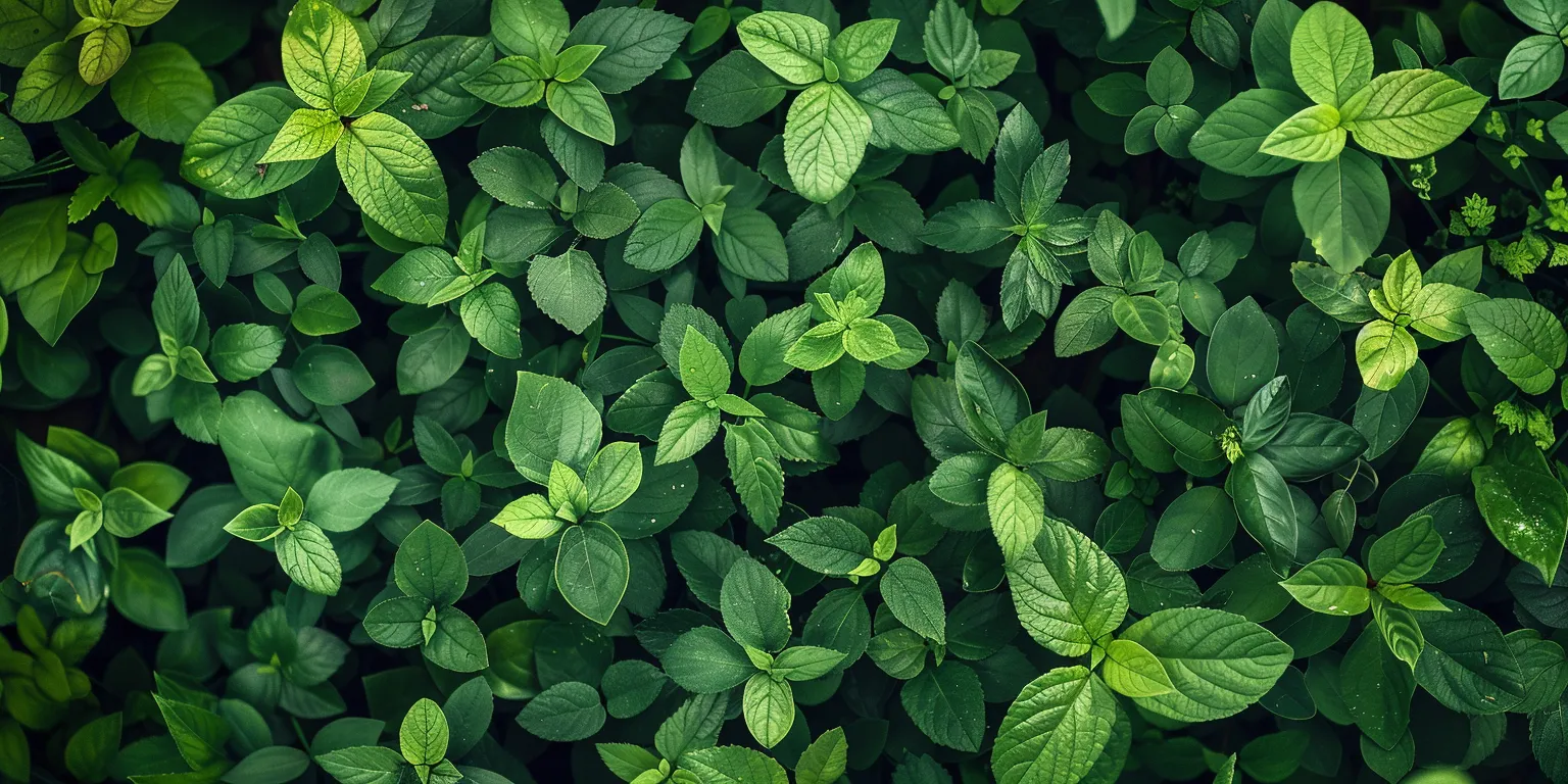 green wallpapers for iphone, wallpaper style, 4K  2:1