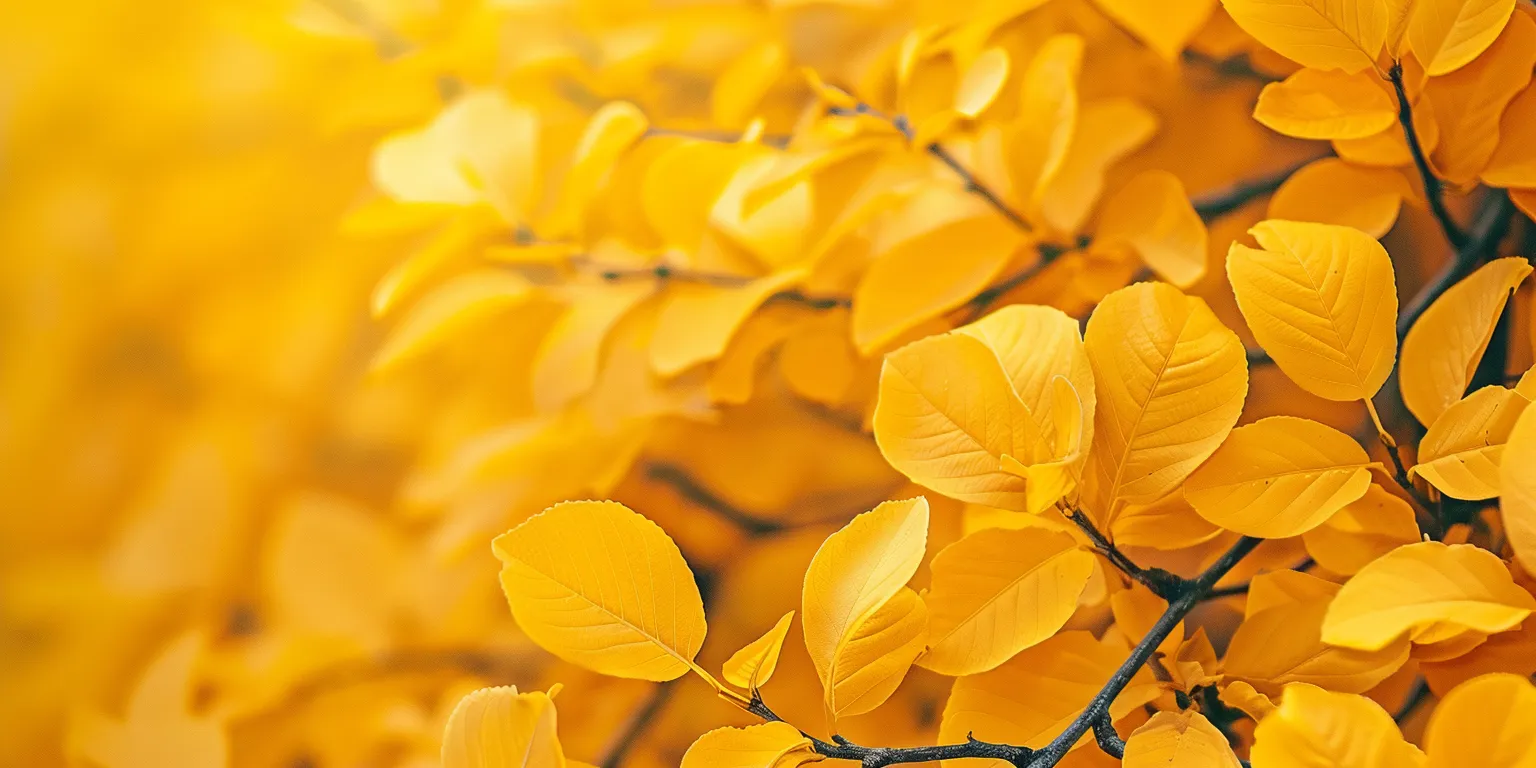 yellow wallpapers cute, wallpaper style, 4K  2:1
