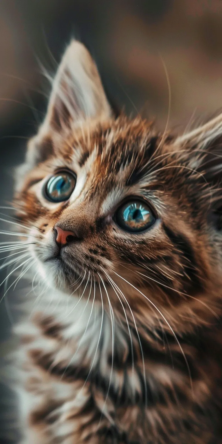cute cat wallpaper for phone, style, 4K  1:2