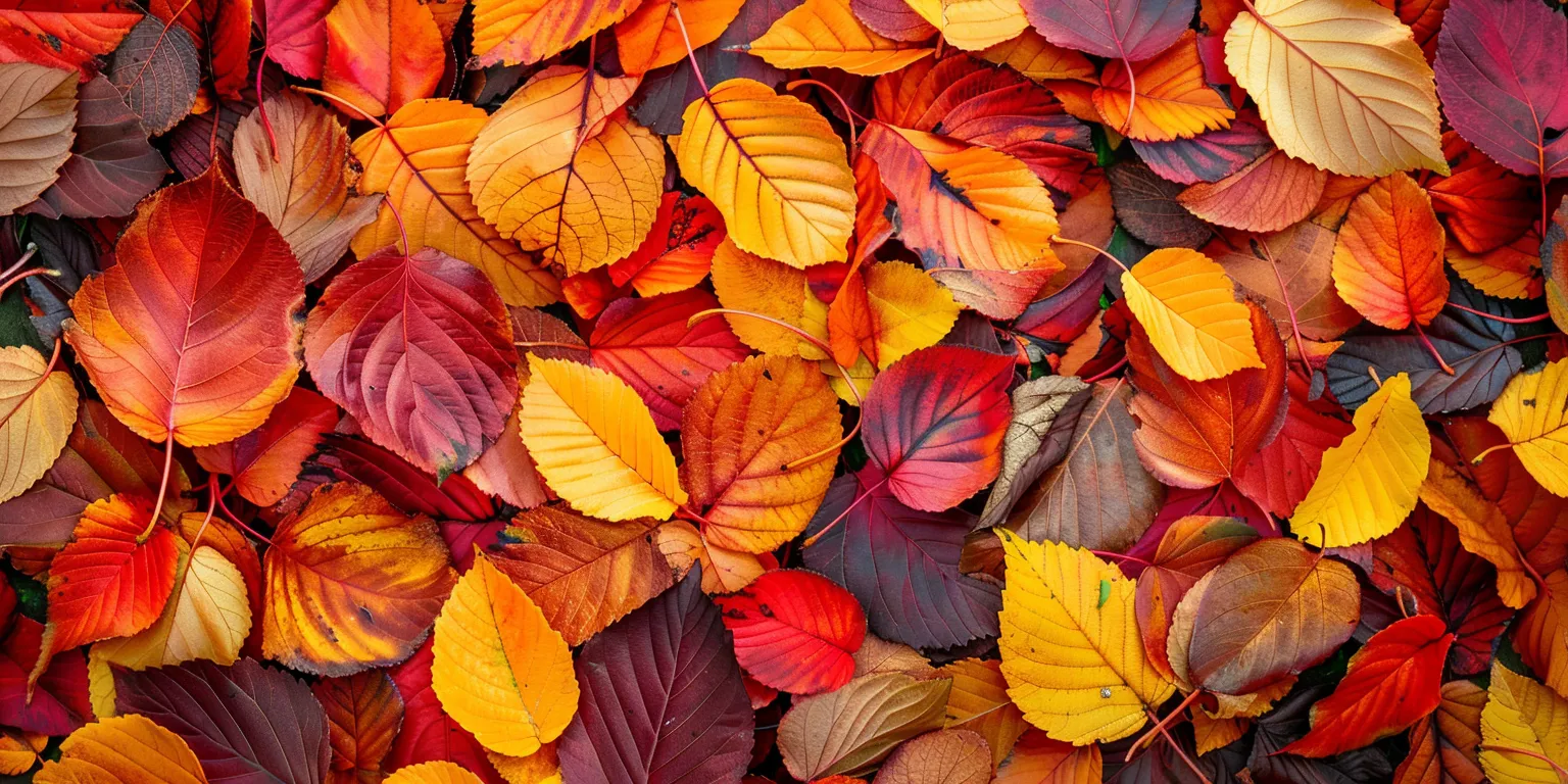 fall background images, wallpaper style, 4K  2:1