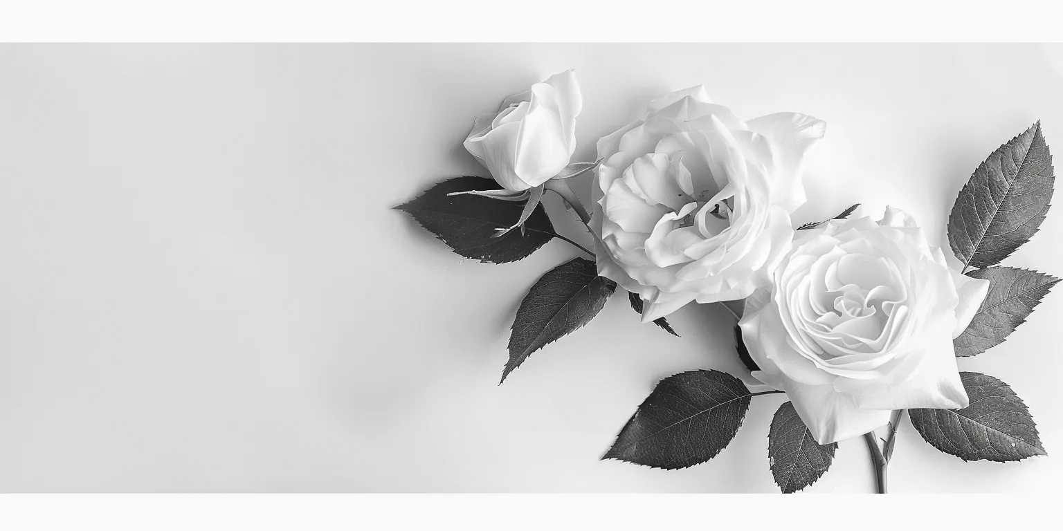 white background wallpaper rose, white, flower, digital, 3840x1080