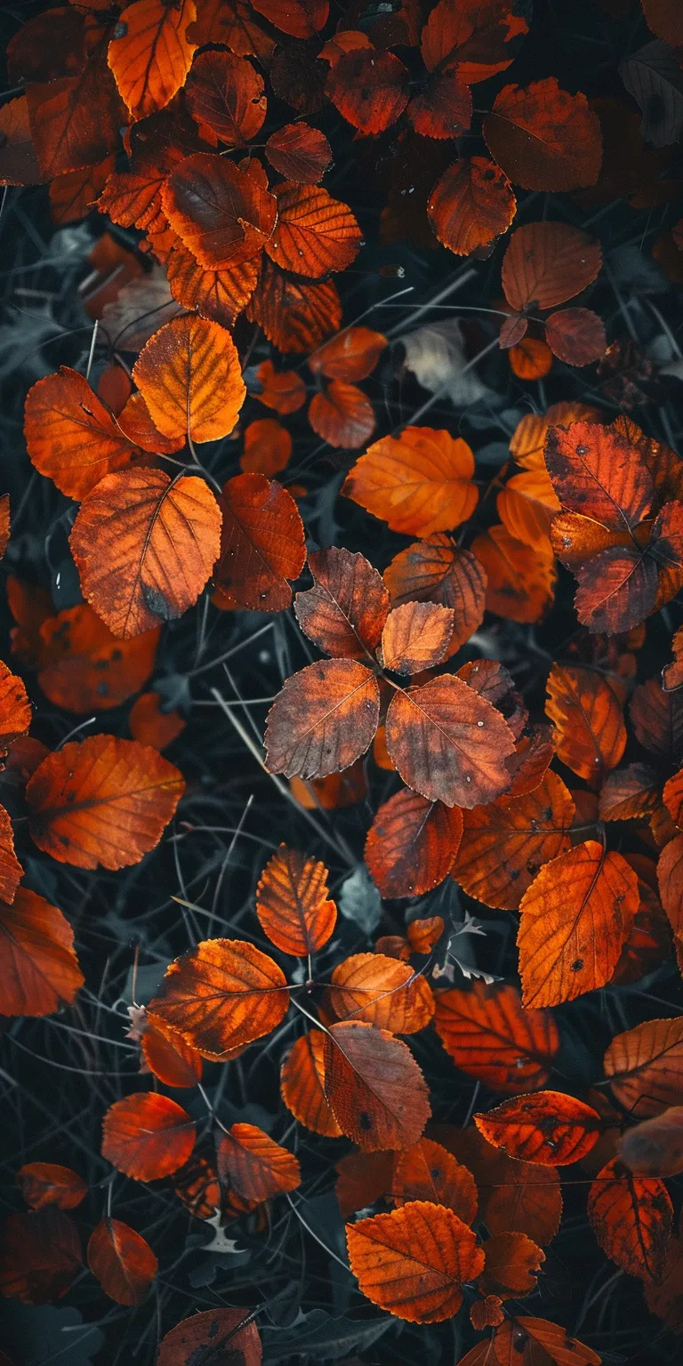 fall wallpapers aesthetic, wallpaper style, 4K  1:2