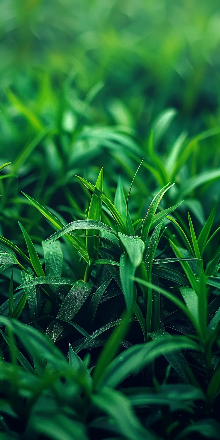 green wallpapers for laptop, wallpaper style, 4K  1:2