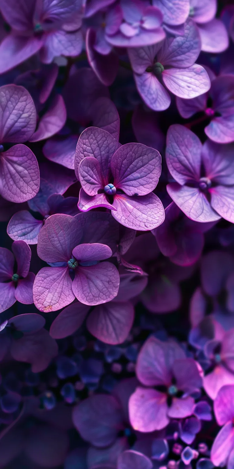 purple background images, wallpaper style, 4K  1:2