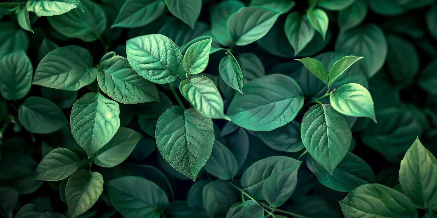 green wallpapers for laptop, wallpaper style, 4K  2:1